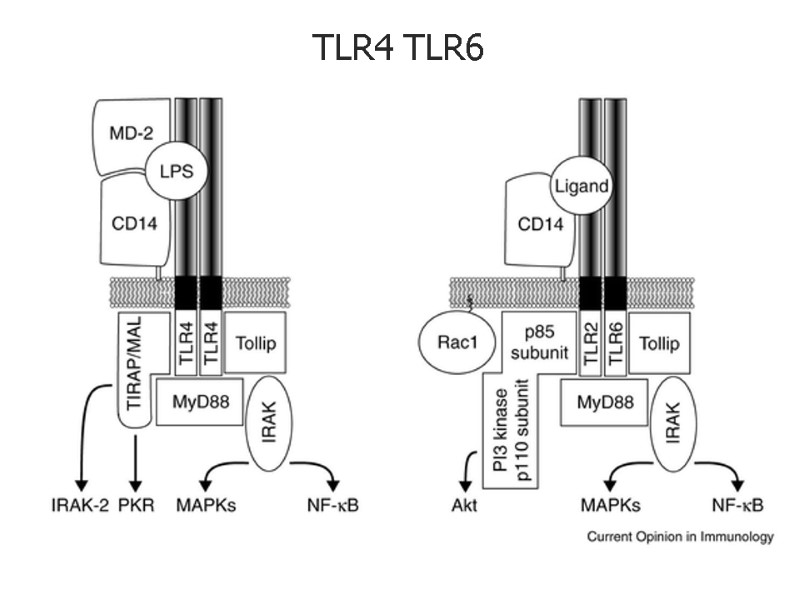 TLR4 TLR6